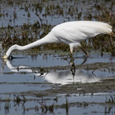 Ardea alba (Great Egret) at Breamlea, VIC - 30 Nov 2018 by Petesteamer