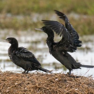 Phalacrocorax sulcirostris (Little Black Cormorant) at Breamlea, VIC - 29 Nov 2018 by Petesteamer