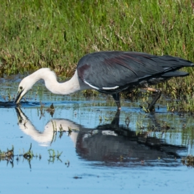 Ardea pacifica (White-necked Heron) at Breamlea, VIC - 1 Dec 2018 by Petesteamer