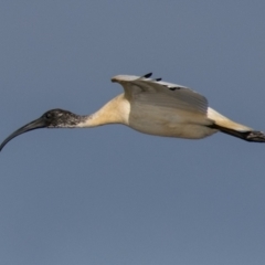 Threskiornis molucca (Australian White Ibis) at Breamlea, VIC - 1 Dec 2018 by Petesteamer