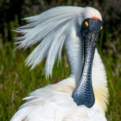 Platalea regia (Royal Spoonbill) at Breamlea, VIC - 1 Dec 2018 by Petesteamer