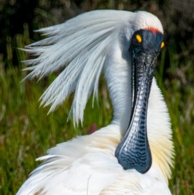 Platalea regia (Royal Spoonbill) at Breamlea, VIC - 1 Dec 2018 by Petesteamer