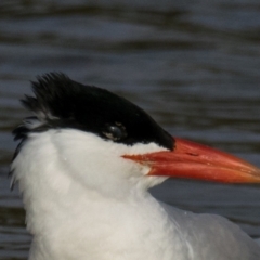 Hydroprogne caspia (Caspian Tern) at Breamlea, VIC - 28 Nov 2018 by Petesteamer