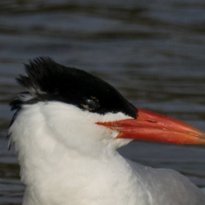 Hydroprogne caspia (Caspian Tern) at Breamlea, VIC - 28 Nov 2018 by Petesteamer