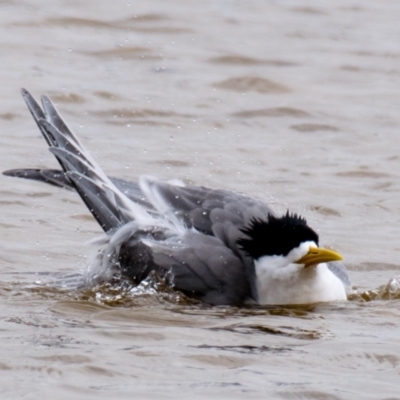 Thalasseus bergii (Crested Tern) at Breamlea, VIC - 27 Nov 2018 by Petesteamer