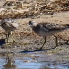 Calidris acuminata (Sharp-tailed Sandpiper) at Breamlea, VIC - 30 Nov 2018 by Petesteamer