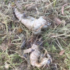 Tiliqua scincoides scincoides at Flea Bog Flat to Emu Creek Corridor - 13 Dec 2021 by JohnGiacon