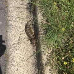 Tiliqua scincoides scincoides (Eastern Blue-tongue) at Flea Bog Flat to Emu Creek Corridor - 28 Oct 2020 by JohnGiacon