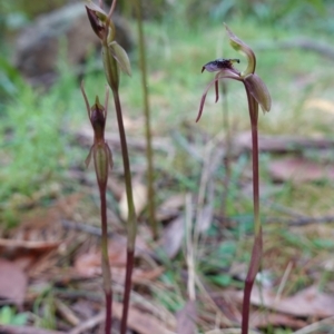 Chiloglottis reflexa at QPRC LGA - 21 Feb 2024