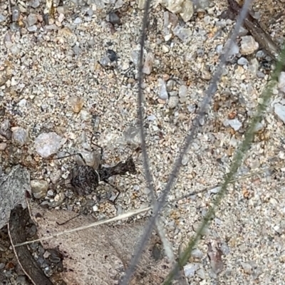 Unidentified Praying mantis (Mantodea) at Namadgi National Park - 24 Mar 2024 by GG