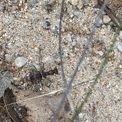 Paraoxypilus tasmaniensis (Black bark mantis or Boxing mantis) at Tennent, ACT - 30 Dec 2024 by GG