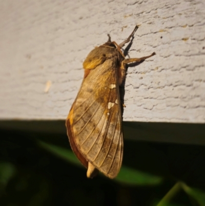 Oxycanus (genus) (Unidentified Oxycanus moths) at Captains Flat, NSW - 5 Apr 2024 by Csteele4