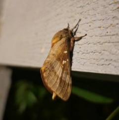 Oxycanus (genus) at QPRC LGA - suppressed