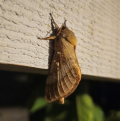 Oxycanus (genus) at QPRC LGA - suppressed