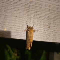 Oxycanus (genus) at QPRC LGA - suppressed