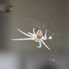 Thomisidae (family) (Unidentified Crab spider or Flower spider) at Nicholls, ACT - 5 Apr 2024 by CattleDog