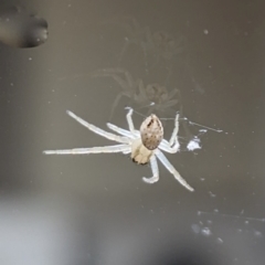 Unidentified Spider (Araneae) at Nicholls, ACT - 5 Apr 2024 by CattleDog