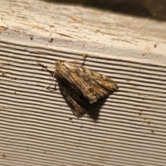 Chlenias nodosus (A geometer moth) at QPRC LGA - 5 Apr 2024 by Csteele4