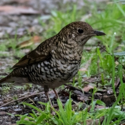 Zoothera lunulata (Bassian Thrush) at Labertouche, VIC - 22 Jul 2018 by Petesteamer