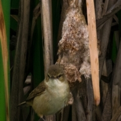 Acrocephalus australis (Australian Reed-Warbler) at Drouin West, VIC - 22 Nov 2018 by Petesteamer