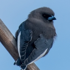 Artamus cyanopterus (Dusky Woodswallow) at Labertouche, VIC - 1 Oct 2018 by Petesteamer