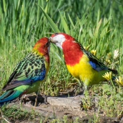 Platycercus eximius (Eastern Rosella) at Labertouche, VIC - 18 Oct 2018 by Petesteamer