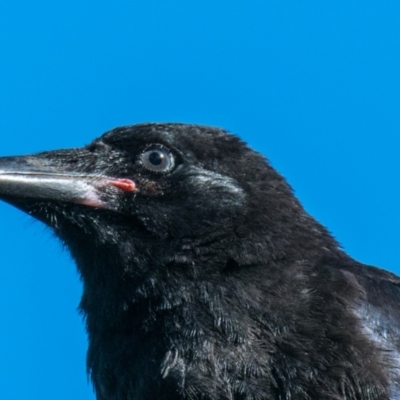 Corvus mellori (Little Raven) at Labertouche, VIC - 28 Oct 2018 by Petesteamer