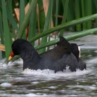 Gallinula tenebrosa (Dusky Moorhen) at Drouin West, VIC - 21 Nov 2018 by Petesteamer