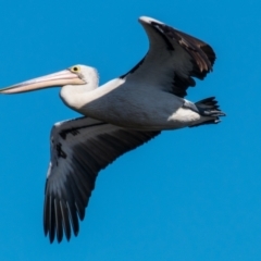 Pelecanus conspicillatus (Australian Pelican) at Drouin West, VIC - 1 Oct 2018 by Petesteamer