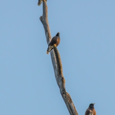 Acridotheres tristis (Common Myna) at Drouin West, VIC - 1 May 2018 by Petesteamer