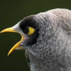 Manorina melanocephala (Noisy Miner) at Drouin West, VIC - 22 Nov 2018 by Petesteamer