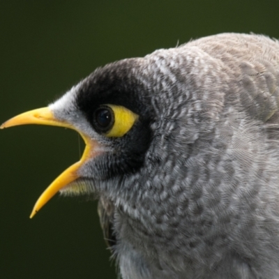 Manorina melanocephala (Noisy Miner) at Drouin West, VIC - 21 Nov 2018 by Petesteamer