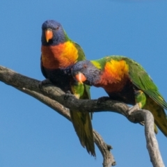 Trichoglossus moluccanus (Rainbow Lorikeet) at Labertouche, VIC - 15 Oct 2018 by Petesteamer