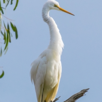 Ardea alba (Great Egret) at Drouin West, VIC - 23 Jul 2018 by Petesteamer