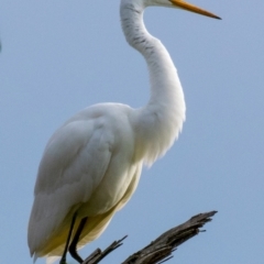 Ardea alba at Drouin West, VIC - 23 Jul 2018 10:22 AM