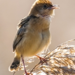 Cisticola exilis (Golden-headed Cisticola) at Armstrong Creek, VIC - 1 Oct 2018 by Petesteamer