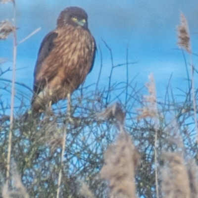 Circus approximans (Swamp Harrier) at Connewarre, VIC - 30 Sep 2018 by Petesteamer