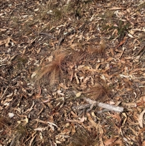 Austrostipa scabra at Mount Majura - 1 Apr 2024 01:20 PM