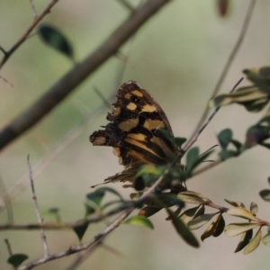 Heteronympha paradelpha at Wee Jasper, NSW - 1 Apr 2024 12:17 PM