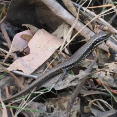 Eulamprus heatwolei (Yellow-bellied Water Skink) at Wee Jasper, NSW - 1 Apr 2024 by RAllen