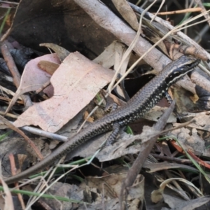 Eulamprus heatwolei at Wee Jasper, NSW - 1 Apr 2024 12:52 PM