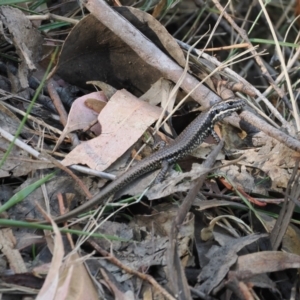 Eulamprus heatwolei at Wee Jasper, NSW - 1 Apr 2024 12:52 PM