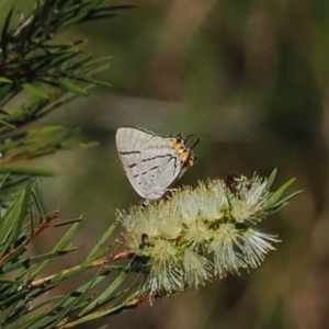 Jalmenus evagoras at Wee Jasper, NSW - 1 Apr 2024