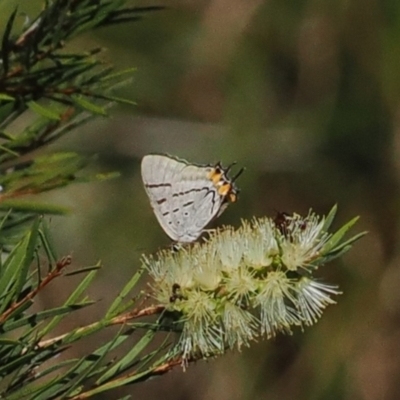 Jalmenus evagoras (Imperial Hairstreak) at Wee Jasper, NSW - 1 Apr 2024 by RAllen