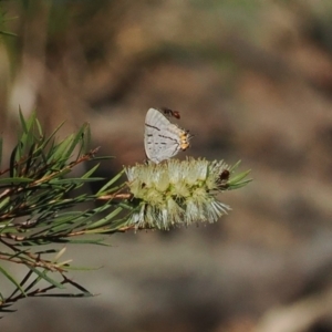 Jalmenus evagoras at Wee Jasper, NSW - 1 Apr 2024