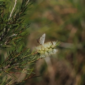 Jalmenus evagoras at Wee Jasper, NSW - 1 Apr 2024 01:02 PM