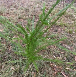 Grevillea sp. at Garran, ACT - 5 Apr 2024