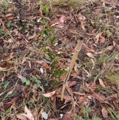 Dodonaea viscosa (Hop Bush) at Hughes, ACT - 5 Apr 2024 by ruthkerruish