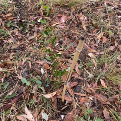 Dodonaea viscosa (Hop Bush) at Hughes, ACT - 5 Apr 2024 by ruthkerruish