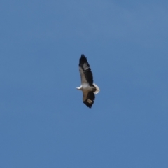 Haliaeetus leucogaster (White-bellied Sea-Eagle) at Wee Jasper, NSW - 31 Mar 2024 by RAllen